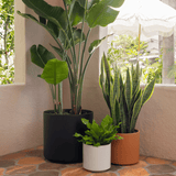 Three potted plants on a tiled floor with a window in the background
