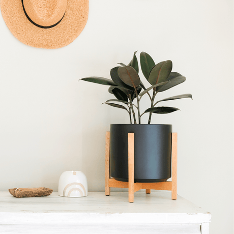Potted plant on a wooden stand with a white wall background