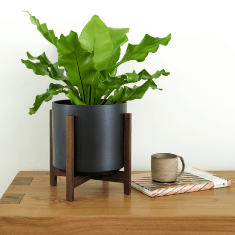 Green potted plant on a wooden stand with a mug and book on a table