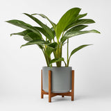 Ceramic Cylinder Planter with Optional Hardwood Stand - Ed's Plant Shop