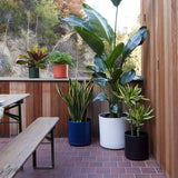 Ceramic Cylinder Planters with Saucer – Modern Indoor & Outdoor Pots in Multiple Sizes - Ed's Plant Shop