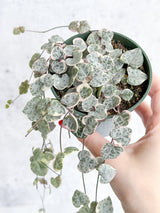 Ceropegia Woodii Variegata - Variegated String of Hearts - Ed's Plant Shop