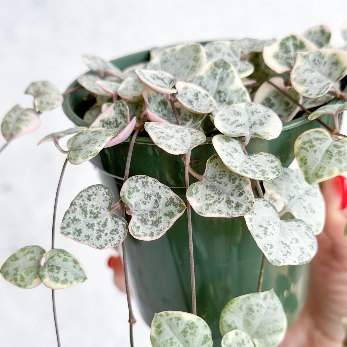 Ceropegia Woodii Variegata - Variegated String of Hearts - Ed's Plant Shop