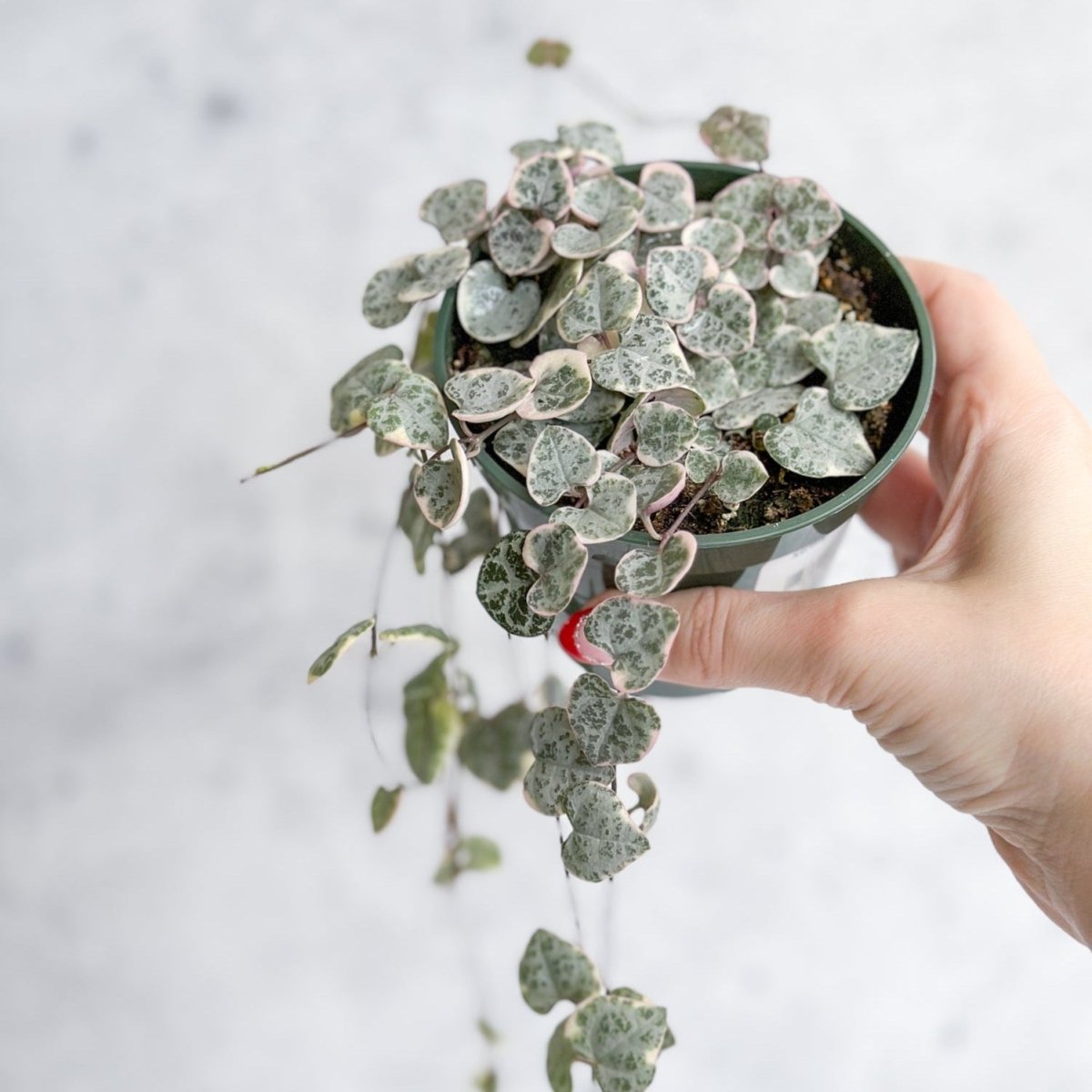 Ceropegia Woodii Variegata - Variegated String of Hearts - Ed's Plant Shop