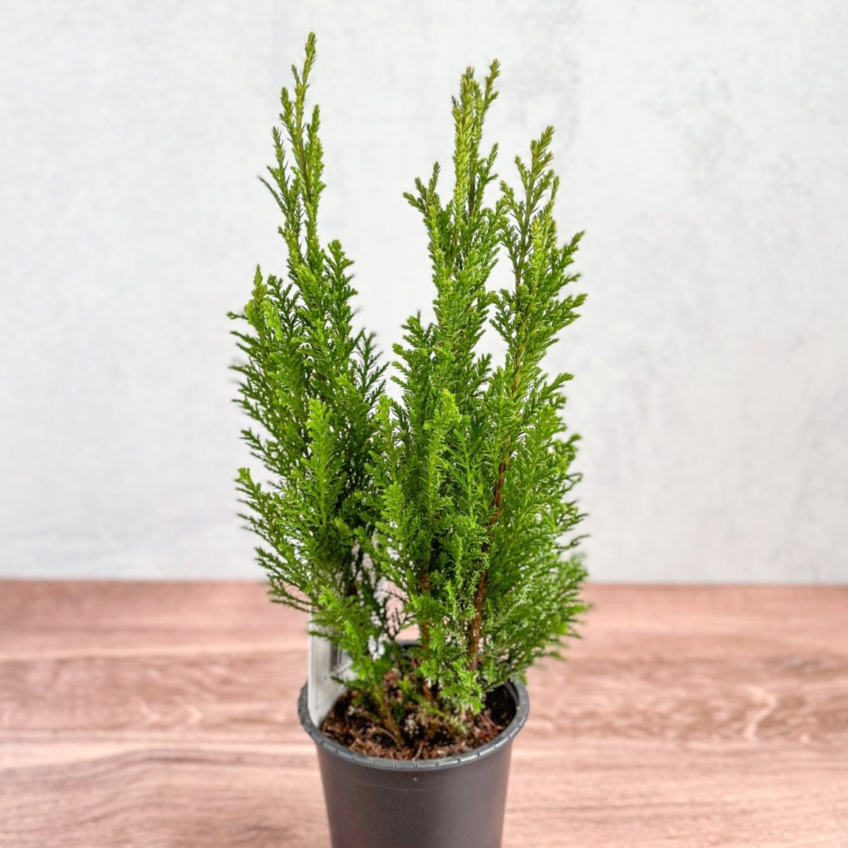 Chamaecyparis Lawsoniana ‘Ellwoodii’ - False Cypress - Various Sizes - Ed's Plant Shop