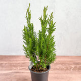 Chamaecyparis Lawsoniana ‘Ellwoodii’ - False Cypress - Various Sizes - Ed's Plant Shop