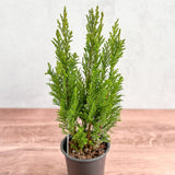 Chamaecyparis Lawsoniana ‘Ellwoodii’ - False Cypress - Various Sizes - Ed's Plant Shop