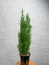 Chamaecyparis Lawsoniana ‘Ellwoodii’ - False Cypress - Various Sizes - Ed's Plant Shop