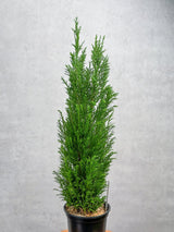 Chamaecyparis Lawsoniana ‘Ellwoodii’ - False Cypress - Various Sizes - Ed's Plant Shop