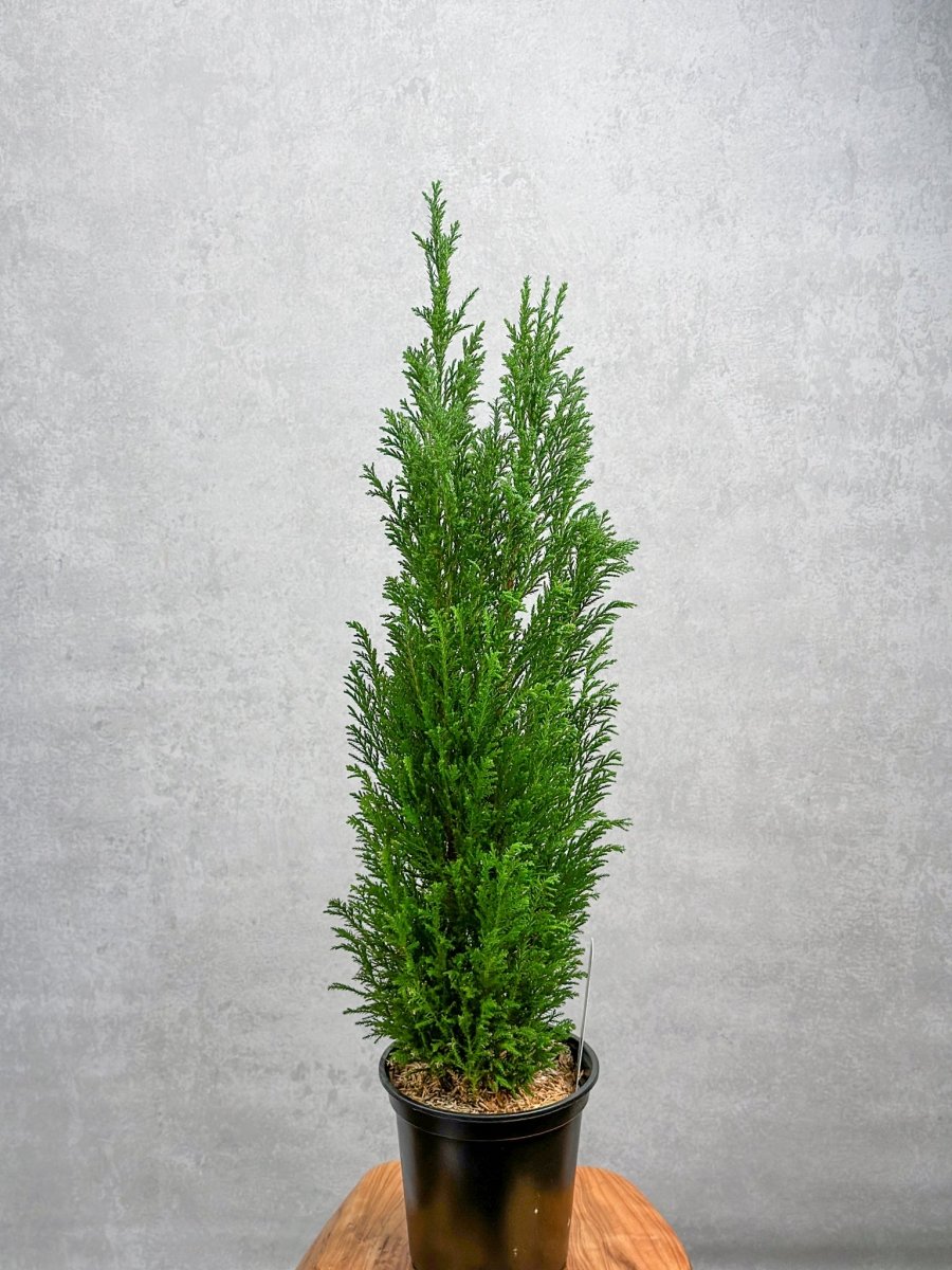 Chamaecyparis Lawsoniana ‘Ellwoodii’ - False Cypress - Various Sizes - Ed's Plant Shop