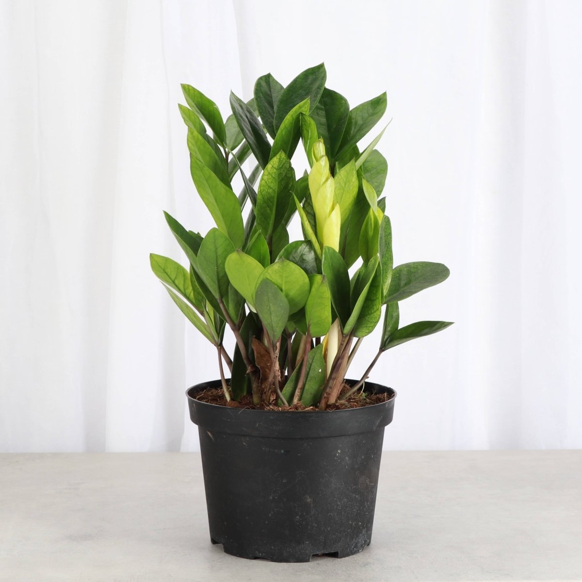 zz chameleon plant Chameleon ZZ Plant