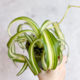 Chlorophytum comosum 'Bonnie' - Bonnie Spider Plant - Ed's Plant Shop - Ed's Plant Shop