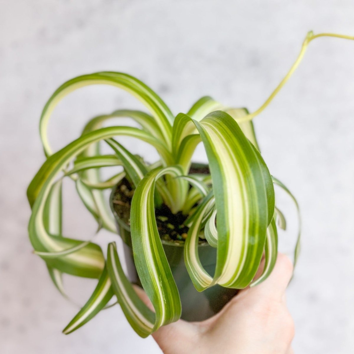 Chlorophytum comosum 'Bonnie' - Bonnie Spider Plant - Ed's Plant Shop - Ed's Plant Shop