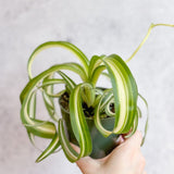 Chlorophytum comosum 'Bonnie' - Bonnie Spider Plant - Ed's Plant Shop - Ed's Plant Shop