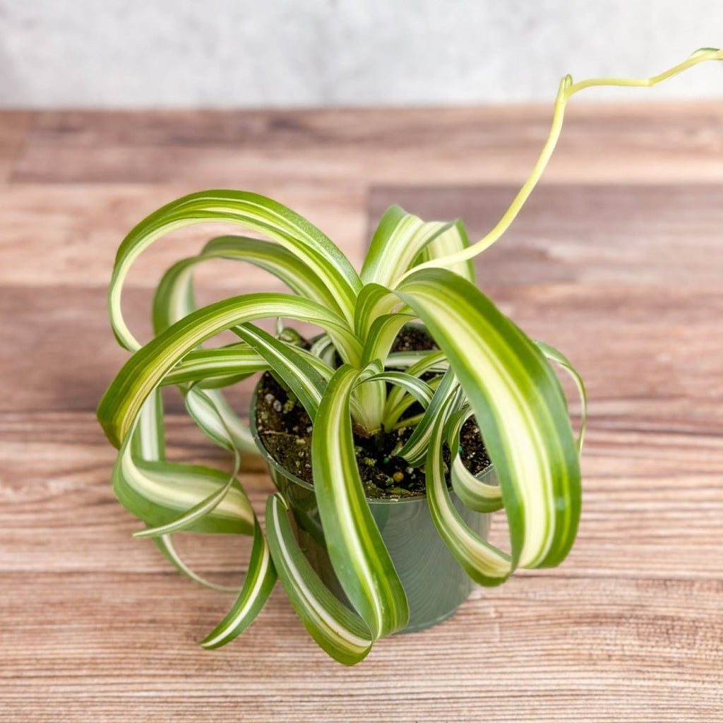Chlorophytum comosum 'Bonnie' - Bonnie Spider Plant - Ed's Plant Shop - Ed's Plant Shop