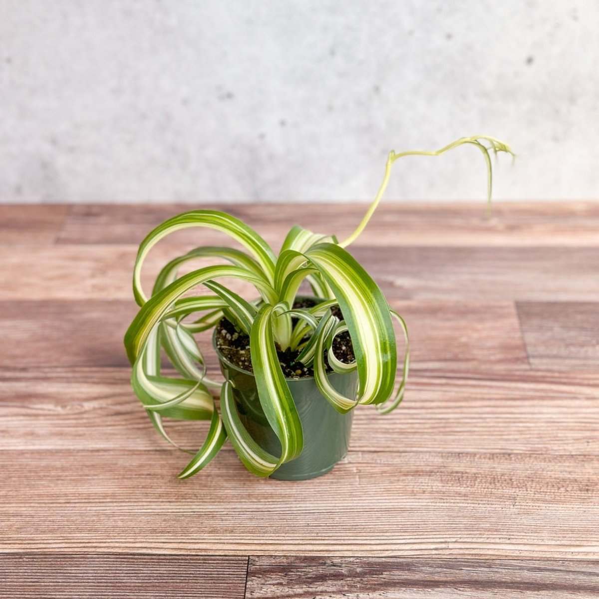 Chlorophytum comosum 'Bonnie' - Bonnie Spider Plant - Ed's Plant Shop - Ed's Plant Shop