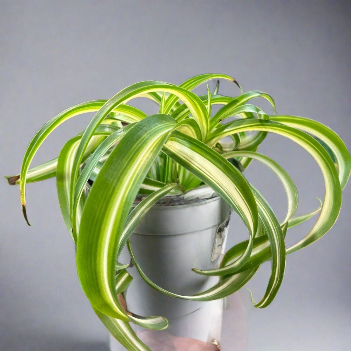Ed's Plant Shop Chlorophytum comosum Bonnie - Thumbnail 4