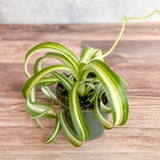 Chlorophytum comosum 'Bonnie' - Bonnie Spider Plant - Various Sizes - Ed's Plant Shop