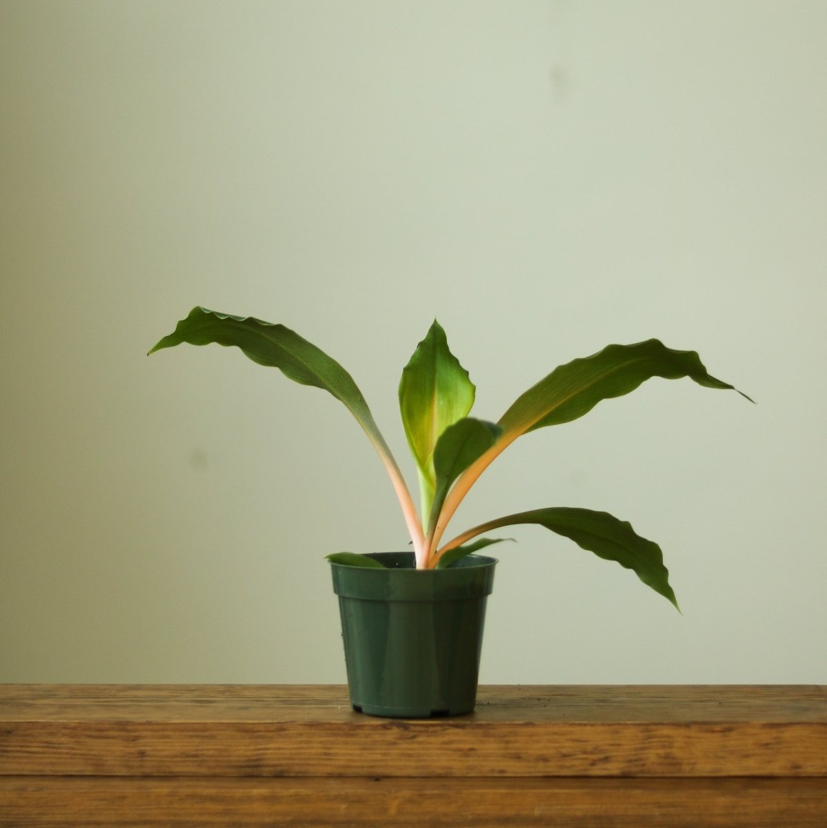 fire flash spider plant 4" Nursery Pot