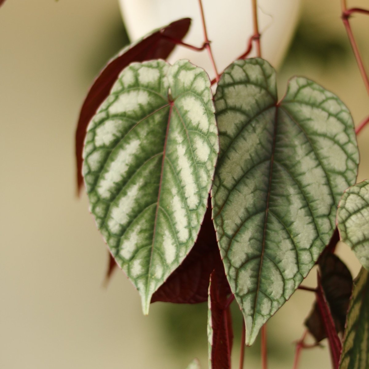 Cissus Discolor ‘Rex Begonia Vine’ - Ed's Plant Shop