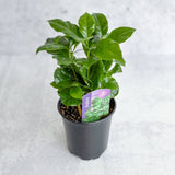 Coffea Arabica - ‘Coffee Plant’ - Ed's Plant Shop