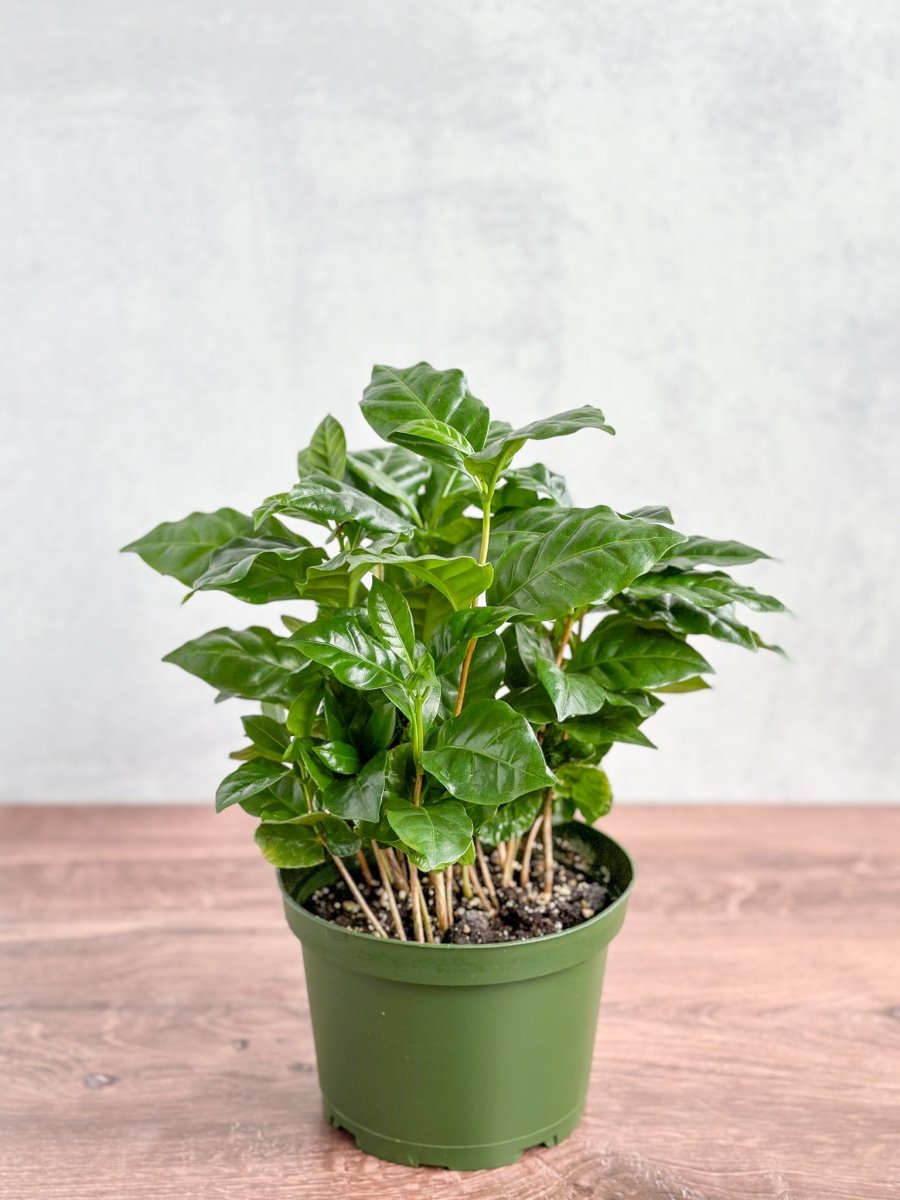 coffea clean air plant Coffea Arabica