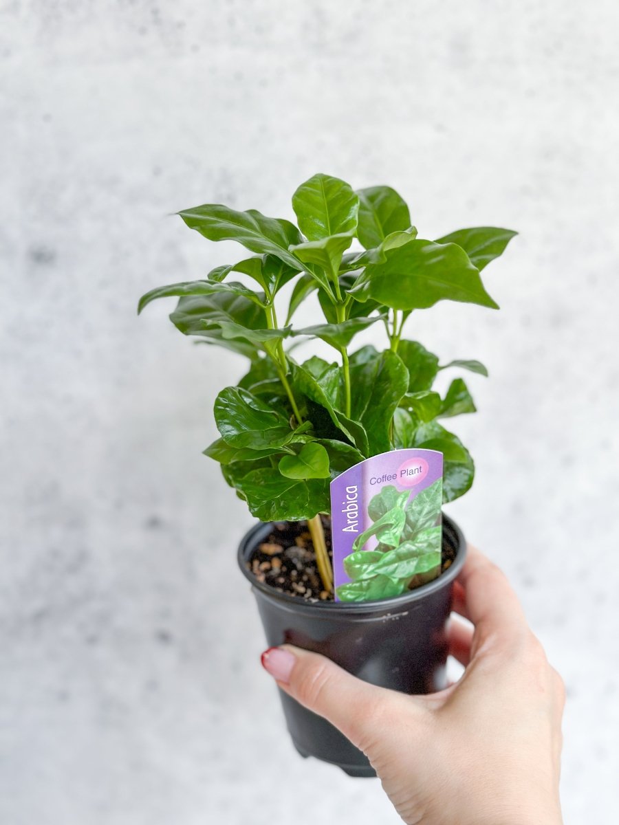 coffee plant pot Coffee Plant (Coffea arabica)