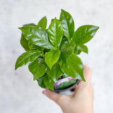 Coffea Arabica - ‘Coffee Plant’ - Various Sizes - Ed's Plant Shop