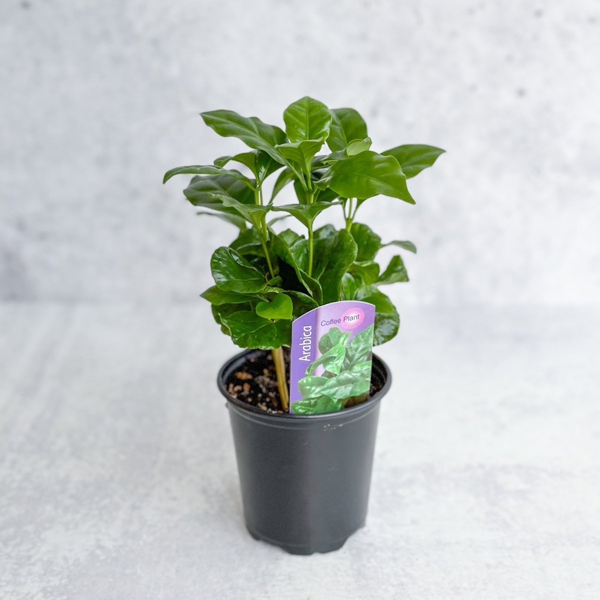 coffee bean plant indoor Coffee Plant (Coffea arabica)