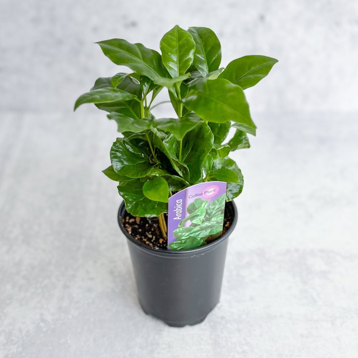 Coffee Plant (Coffea arabica)
