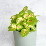 Coleus Wizard Coral - Wizard Coral Sunshine Coleus - Ed's Plant Shop