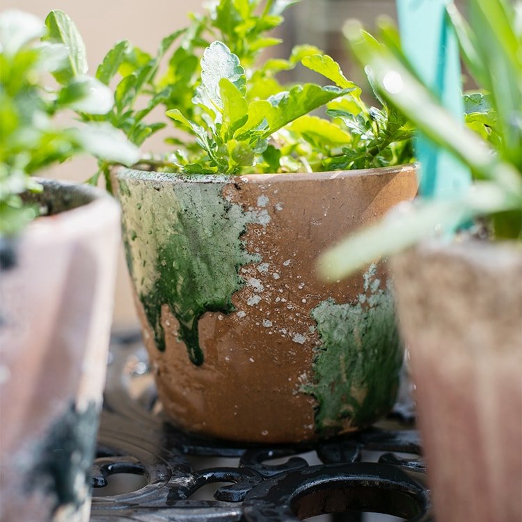 Colorful Terracotta Pot - Various Colors - Ed's Plant Shop