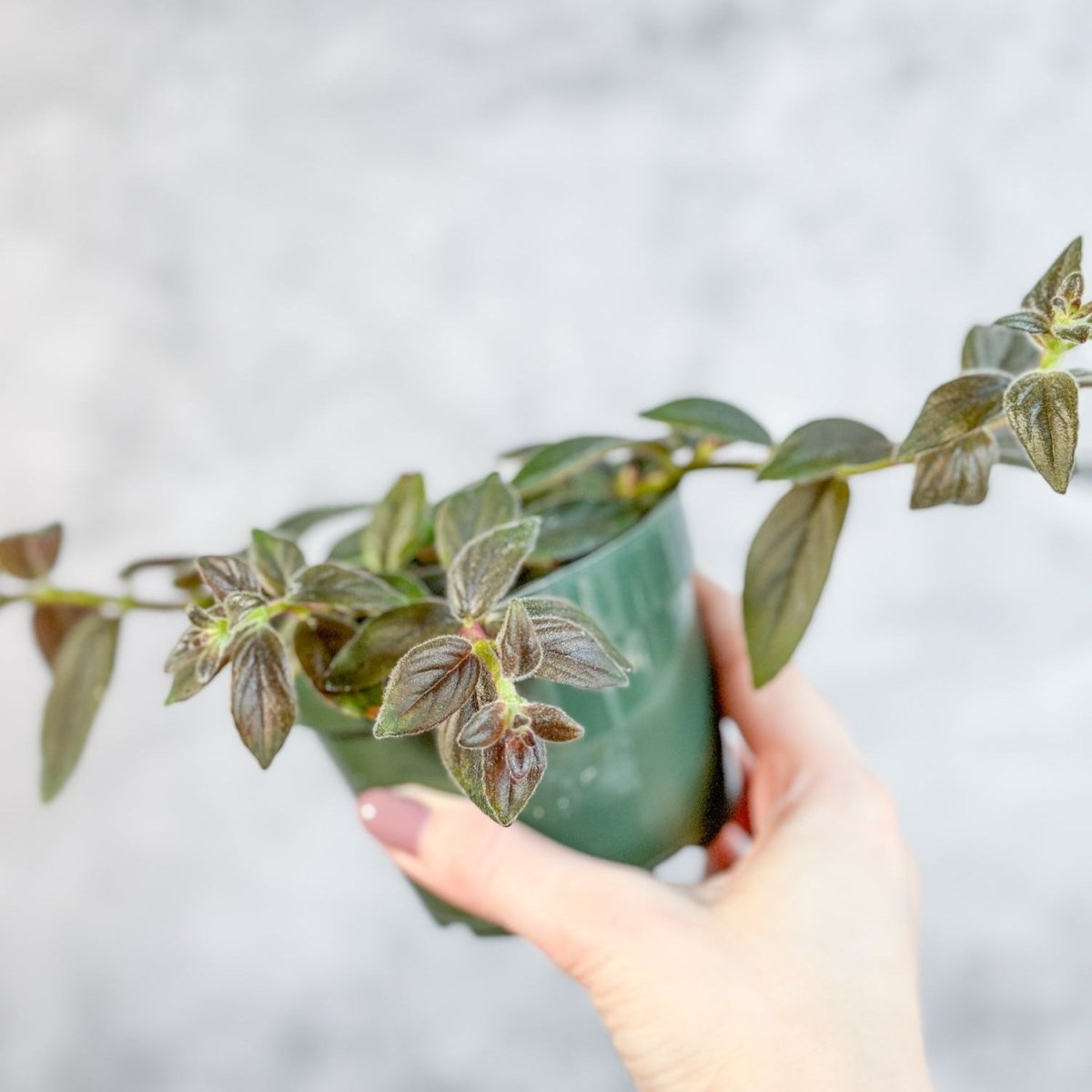 Columnea 'Chocolate Soldier - Chocolate Soldier Goldfish Plant - Ed's Plant Shop