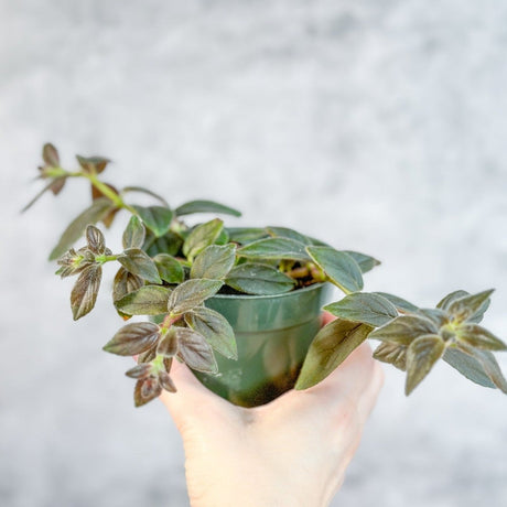 Columnea 'Chocolate Soldier - Chocolate Soldier Goldfish Plant - 4 Inch - Ed's Plant Shop