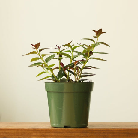 Columnea Gloriosa 'Goldfish Plant' - 4 Inch - Ed's Plant Shop