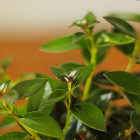 Columnea Gloriosa 'Goldfish Plant' - 4 Inch - Ed's Plant Shop