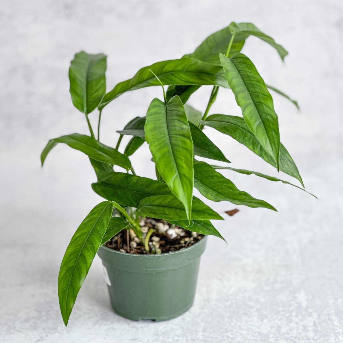 Costa Rica Fernleaf Philodendron - 4.5 Inch - Ed's Plant Shop