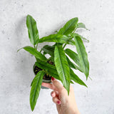 Costa Rica Fernleaf Philodendron - 4.5 Inch - Ed's Plant Shop