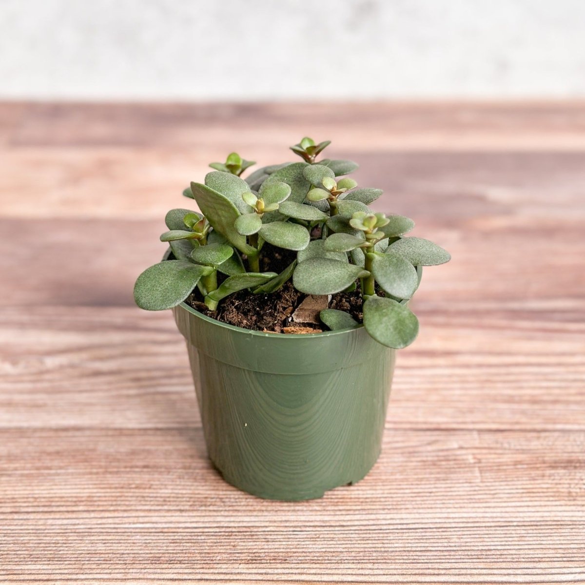 jade plant with small leaves Jade Plant (Crassula ovata) – Easy-Care Money Succulent