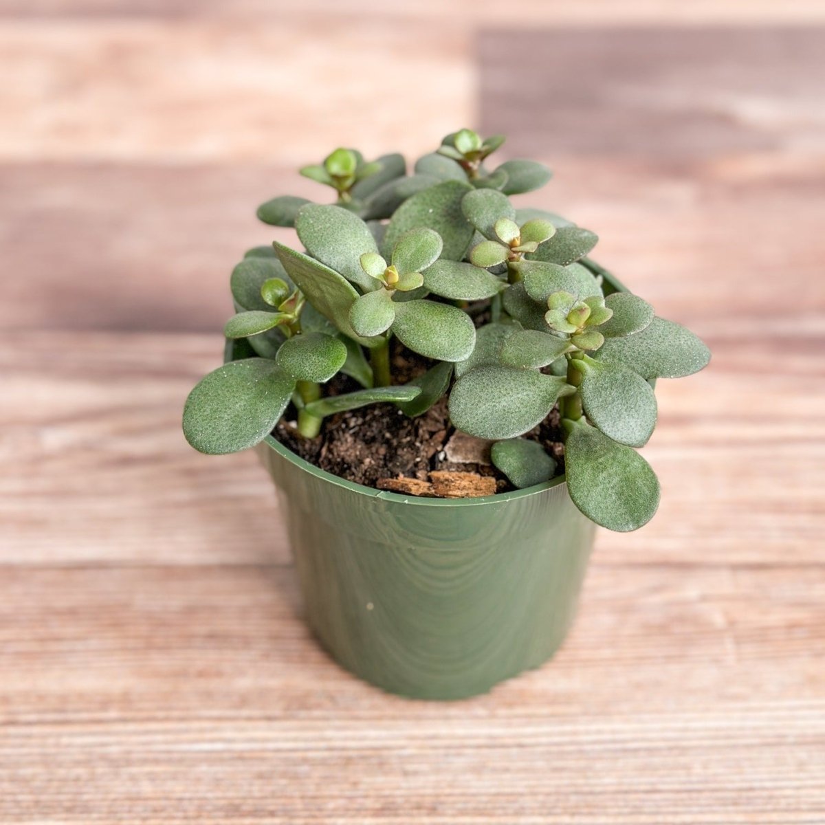 is a jade plant considered a succulent Jade Plant (Crassula ovata)
