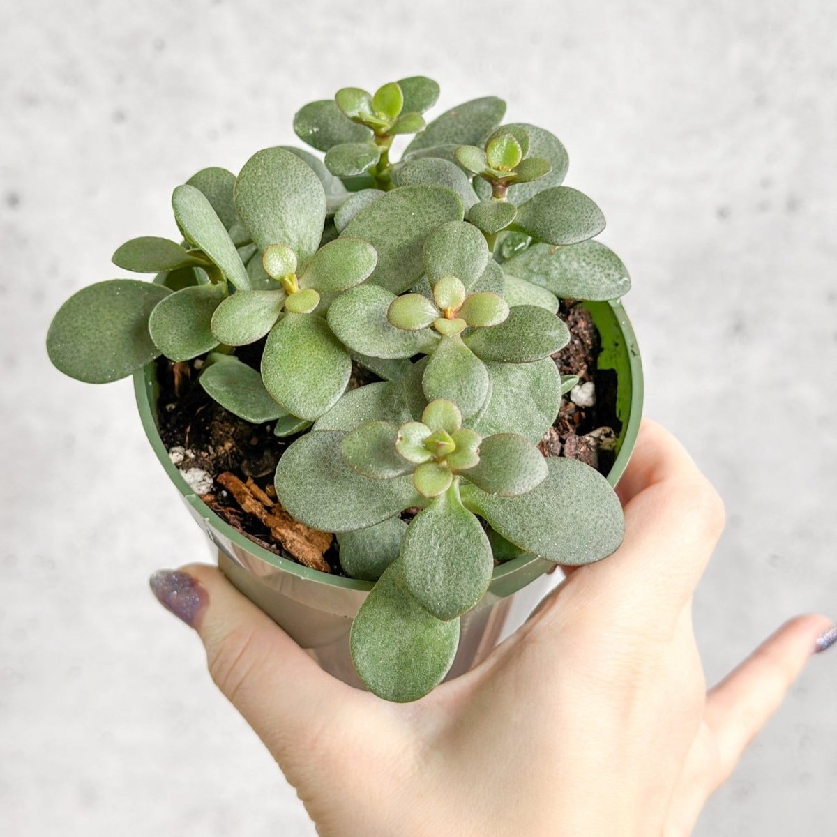 jade.plant Jade Plant (Crassula ovata)
