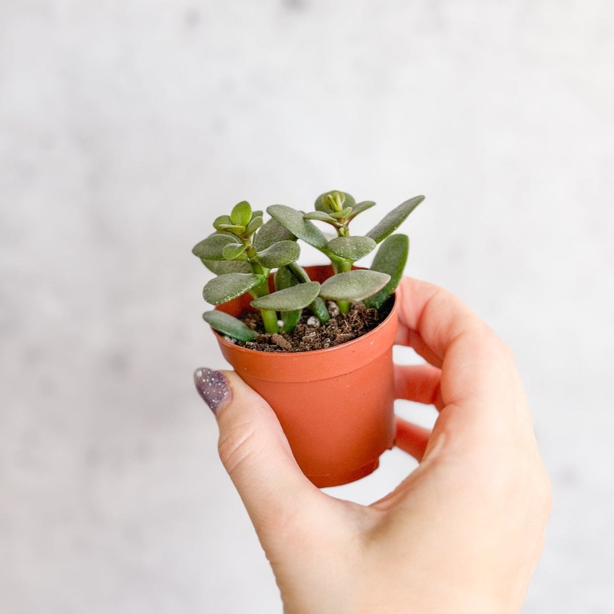 lowest temp for jade plant Jade Plant (Crassula ovata) – Easy-Care Money Succulent