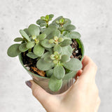 Crassula argentina - Jade Plant - 4 Inch - Ed's Plant Shop