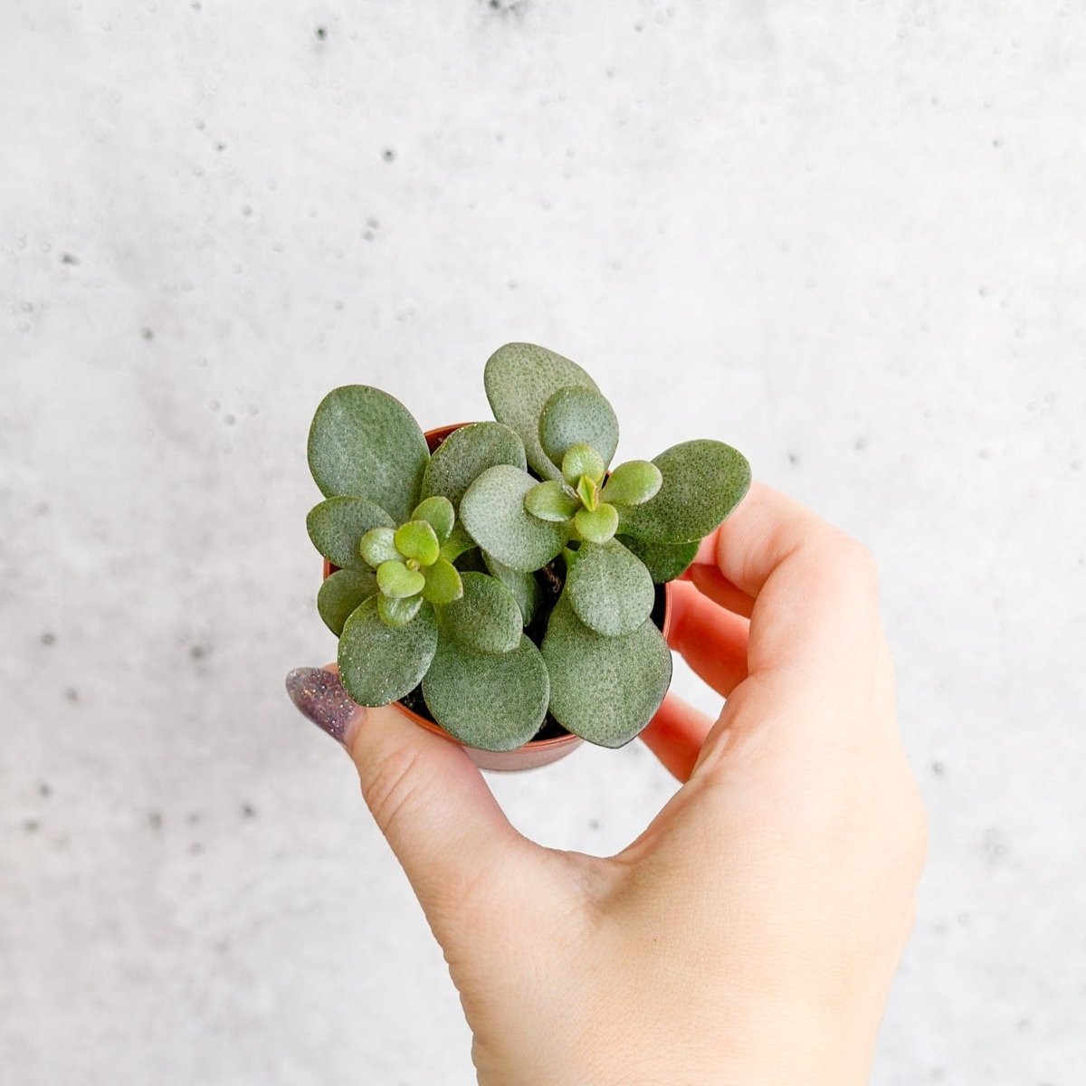 succulent money plant Jade Plant (Crassula ovata)