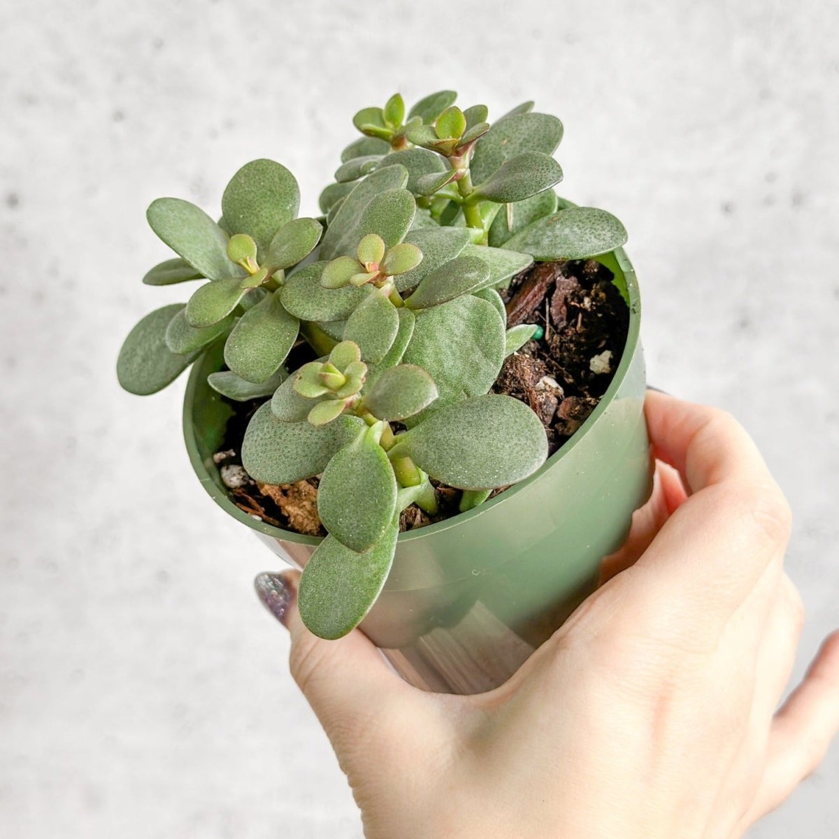 jade plant latin name Jade Plant (Crassula ovata) – Easy-Care Money Succulent