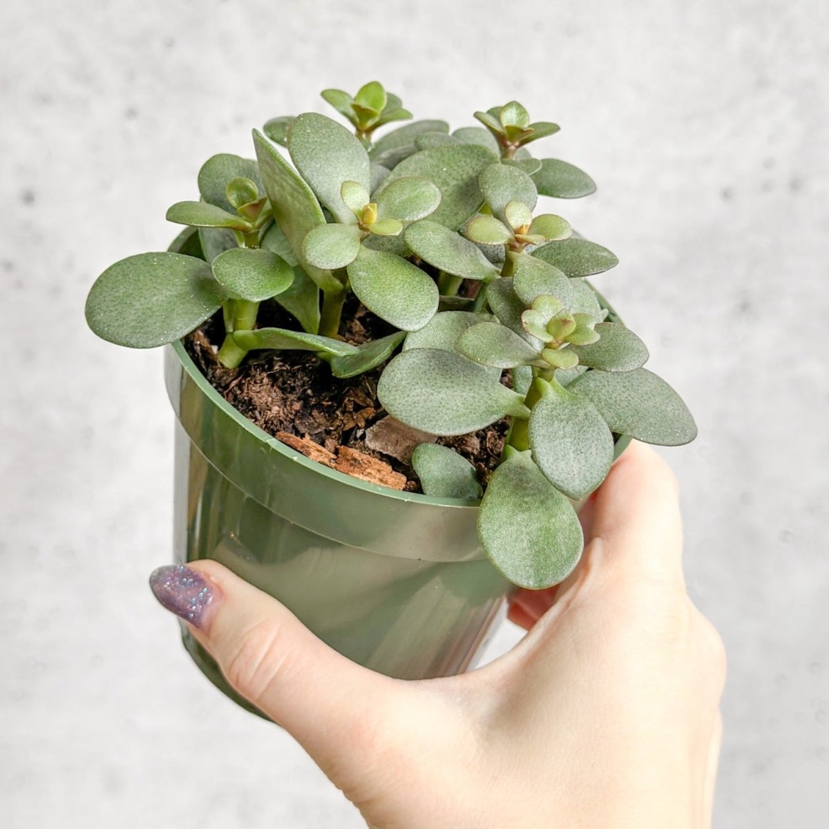 jade plant white Jade Plant (Crassula ovata)