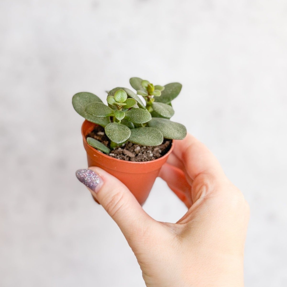 neem oil jade plant Jade Plant (Crassula ovata)