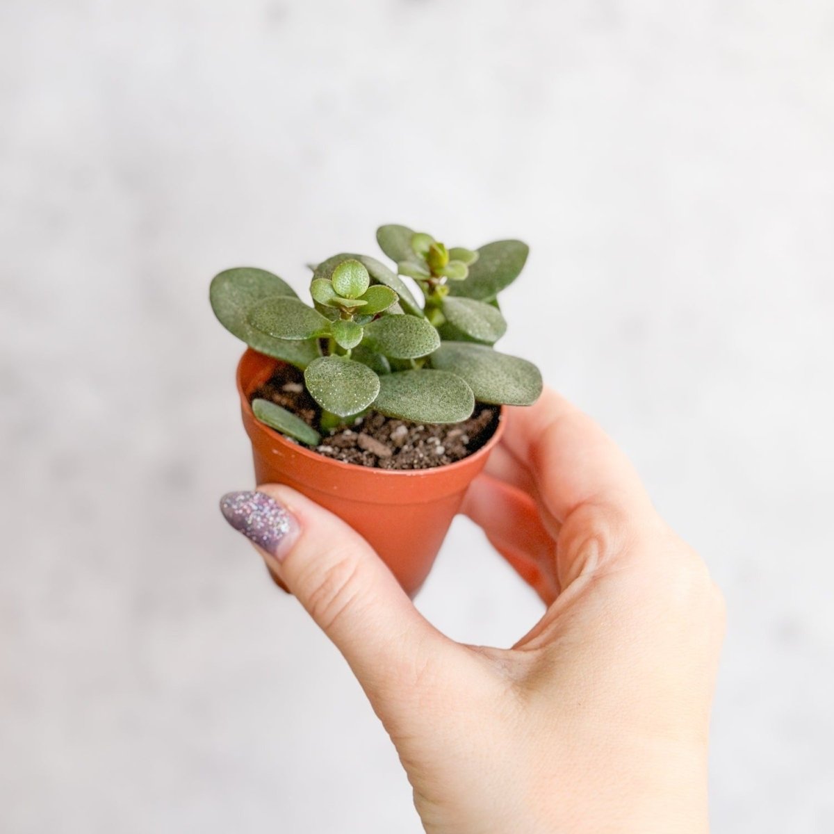 Crassula argentina - Jade Plant - 4 Inch - Ed's Plant Shop