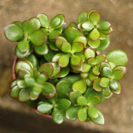 Crassula Ovata Obliqua 'California Red Tip' Jade Plant - 4 Inch - Ed's Plant Shop