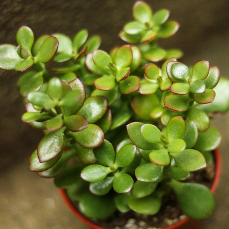 Crassula Ovata Obliqua 'California Red Tip' Jade Plant - 4 Inch - Ed's Plant Shop